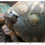 Grump the tortoise, the subject of our image testing